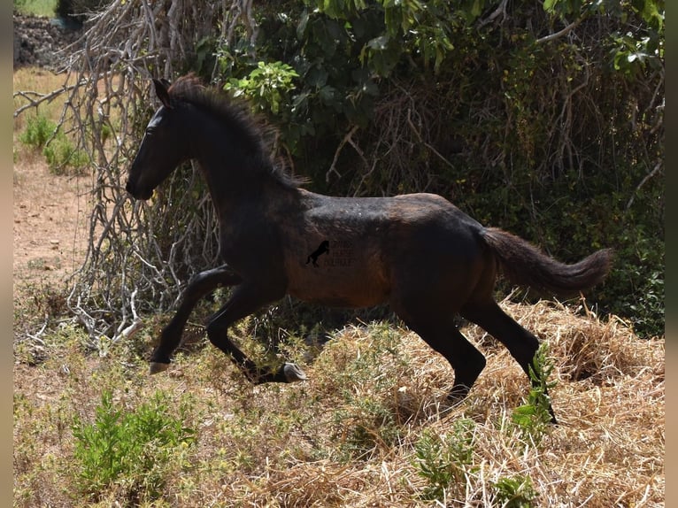 Friesian horses Mix Mare 2 years 15,2 hh Black in Menorca