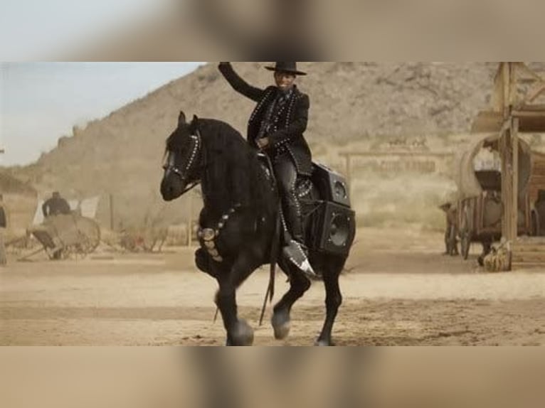 Friesian horses Mix Mare 2 years 15 hh Black in Corona