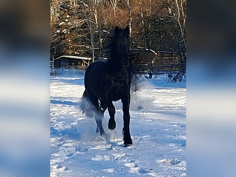 Friesian horses Mare 2 years 15 hh Black in Neuruppin