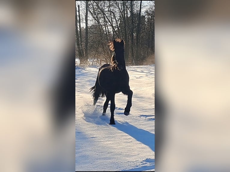 Friesian horses Mare 2 years 15 hh Black in Neuruppin
