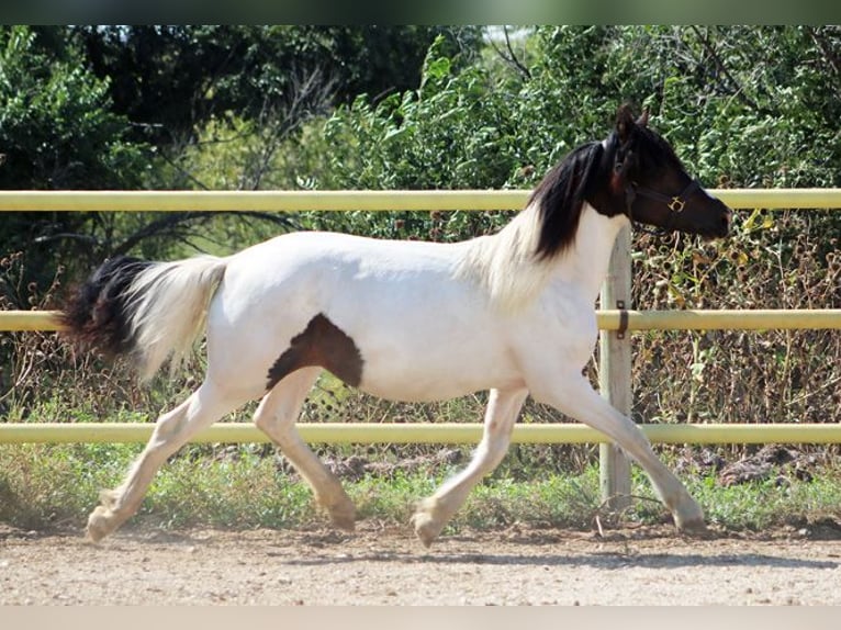 Friesian horses Mix Mare 2 years 15 hh Tobiano-all-colors in Union Center, SD