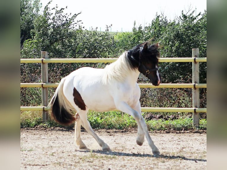 Friesian horses Mix Mare 2 years 15 hh Tobiano-all-colors in Union Center, SD