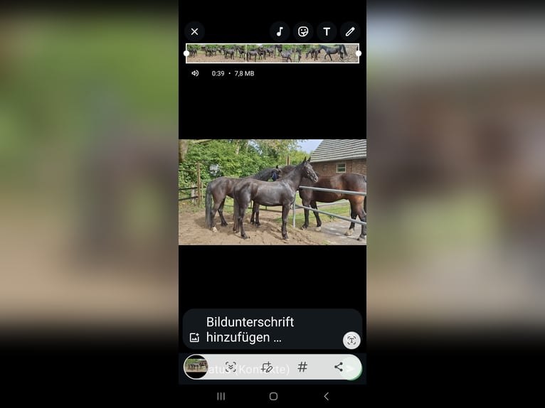 Friesian horses Mare 2 years 15,1 hh Black in Wesel Friesian horses Mare 2 years 15,1 hh Black in Wesel