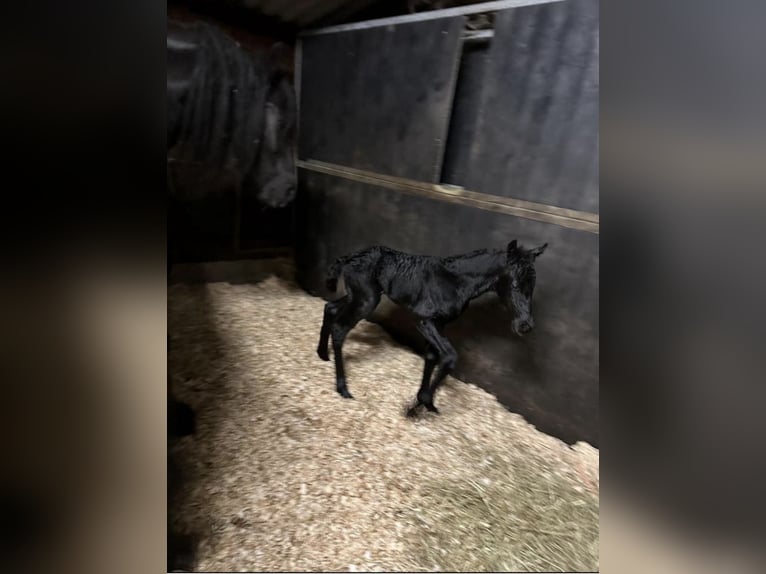 Friesian horses Mare 2 years 15,2 hh Black in Kollum