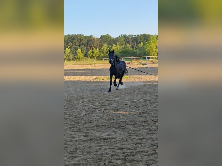 Friesian horses Mare 2 years 16.1 hh Black in Snagov
