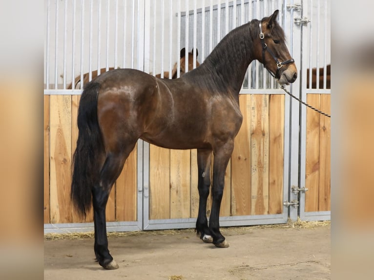 Friesian horses Mix Mare 2 years 16,2 hh Bay-Dark in Belgern