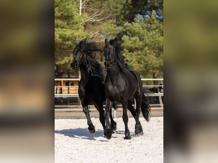 Friesian horses Mare 2 years 16.2 hh Black in Przedbórz