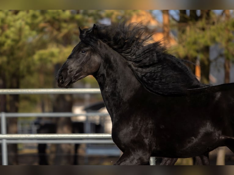 Friesian horses Mare 2 years 16.2 hh Black in Przedbórz