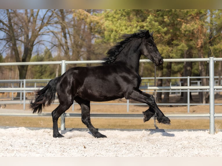 Friesian horses Mare 2 years 16.2 hh Black in Przedbórz