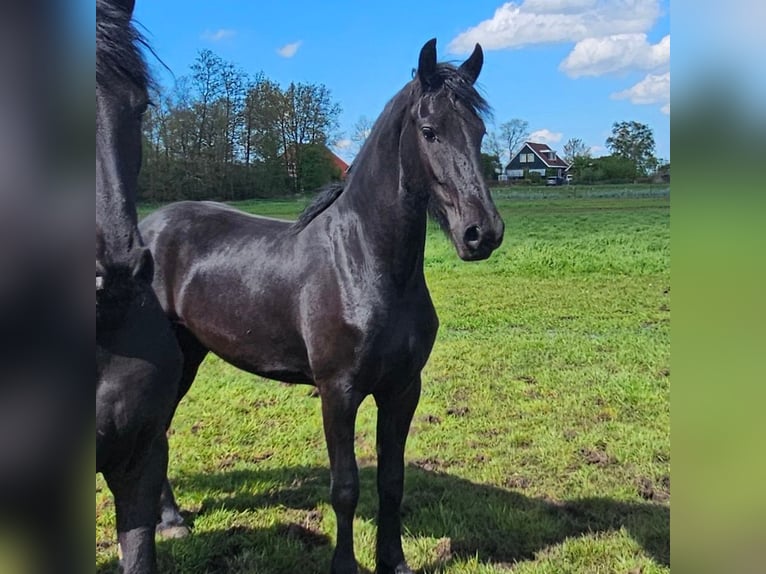 Friesian horses Mare 2 years 16 hh Black in Terband