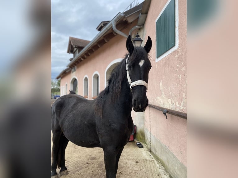 Friesian horses Mare 2 years 16 hh Black in Allersberg