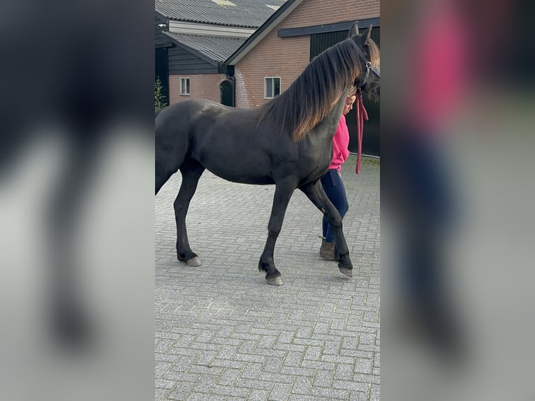 Friesian horses Mare 2 years 16 hh Black in Barneveld