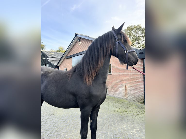 Friesian horses Mare 2 years 16 hh Black in Barneveld