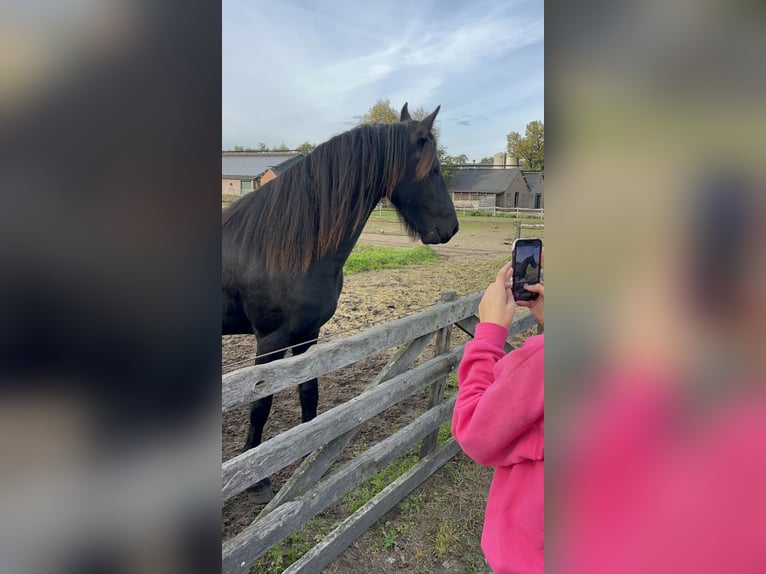 Friesian horses Mare 2 years 16 hh Black in Barneveld