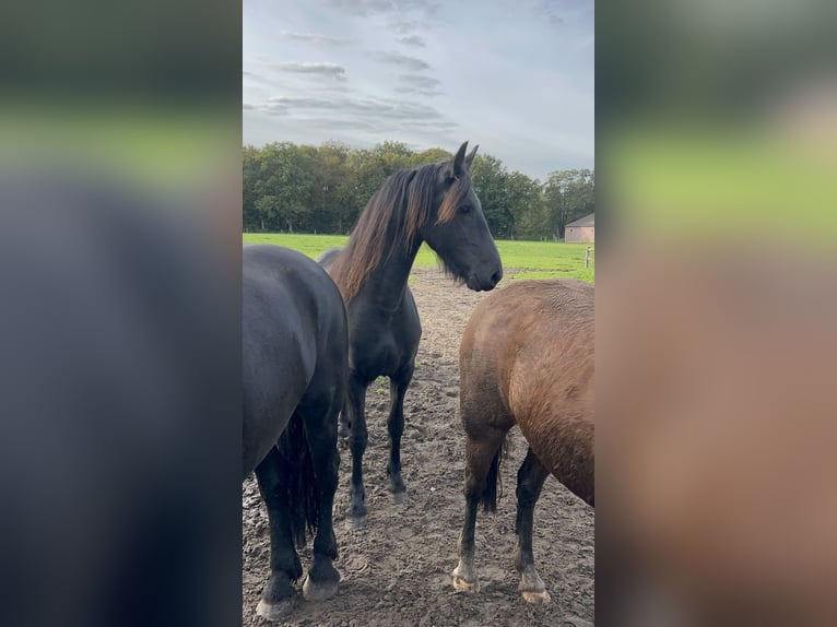 Friesian horses Mare 2 years 16 hh Black in Barneveld