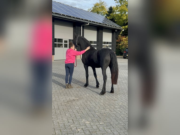 Friesian horses Mare 2 years 16 hh Black in Barneveld
