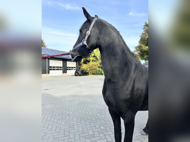 Friesian horses Mare 2 years 16 hh Black in Barneveld