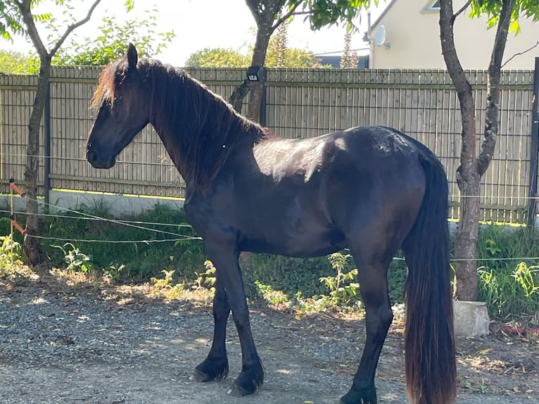 Friesian horses Mare 2 years 16 hh Black in Aix-en-Provence