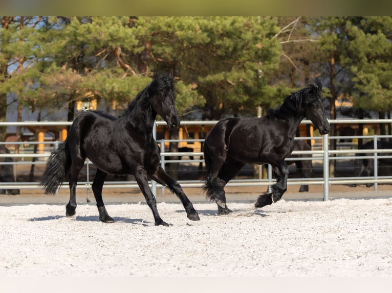 Friesian horses Mare 2 years 16,2 hh Black in Przedbórz