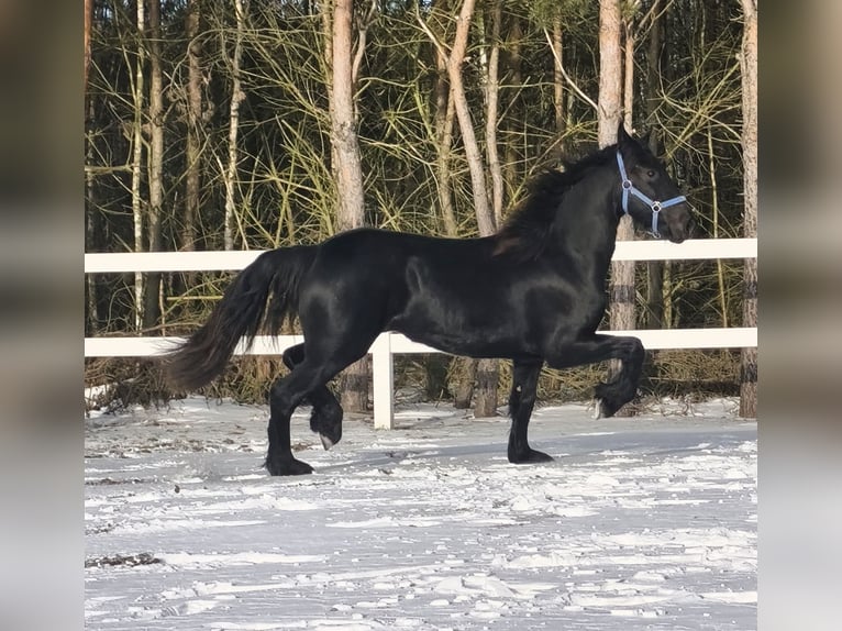 Friesian horses Mare 2 years Black in Poświętne