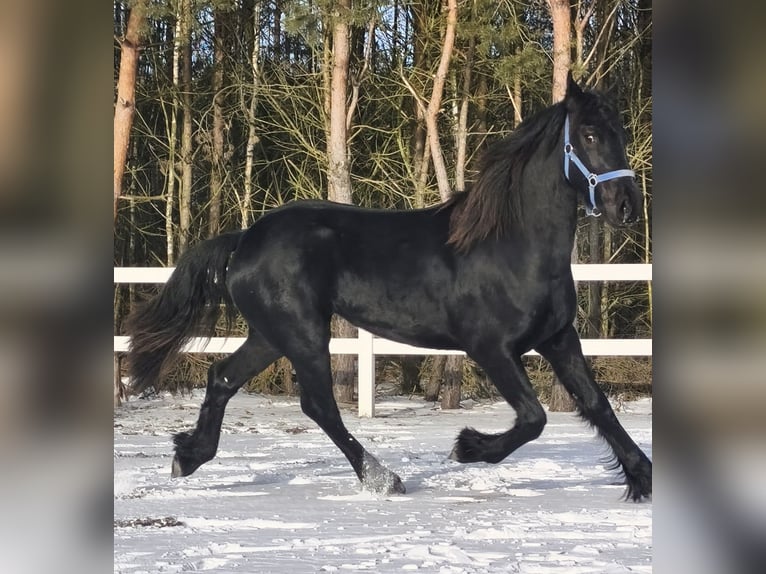Friesian horses Mare 2 years Black in Poświętne