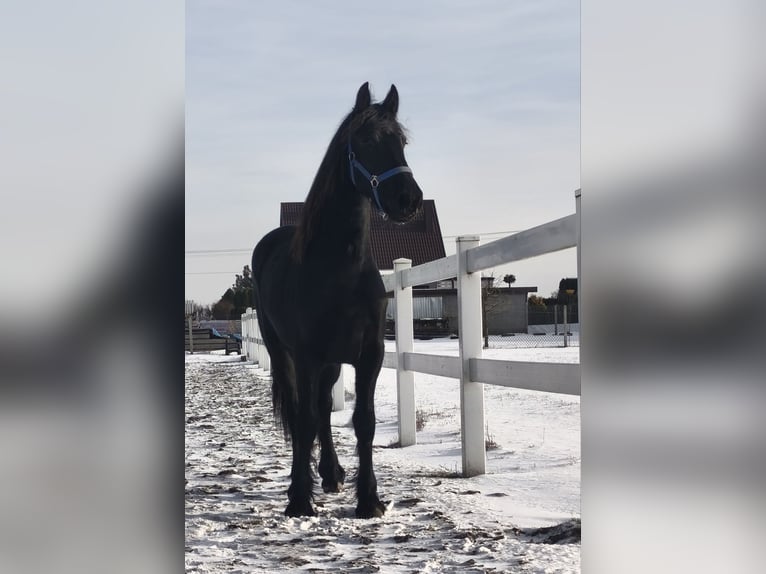 Friesian horses Mare 2 years Black in Poświętne