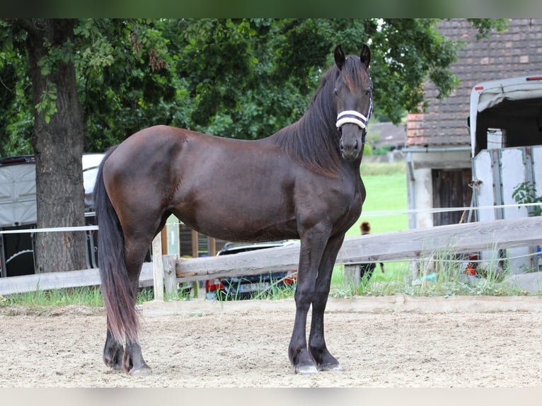 Friesian horses Mare 2 years Black in Protivin