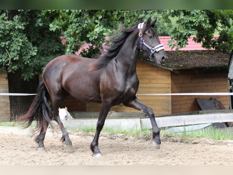 Friesian horses Mare 2 years Black in Protivin