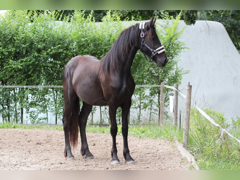 Friesian horses Mare 2 years Black in Protivin