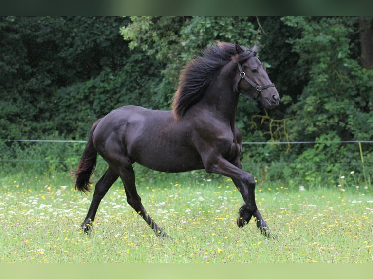 Friesian horses Mare 2 years in Protivin