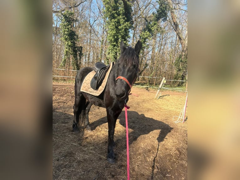 Friesian horses Mare 3 years 14,2 hh Black in Moritzburg
