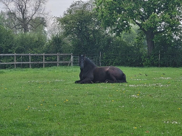 Friesian horses Mix Mare 3 years 14,3 hh Smoky-Black in Wilp