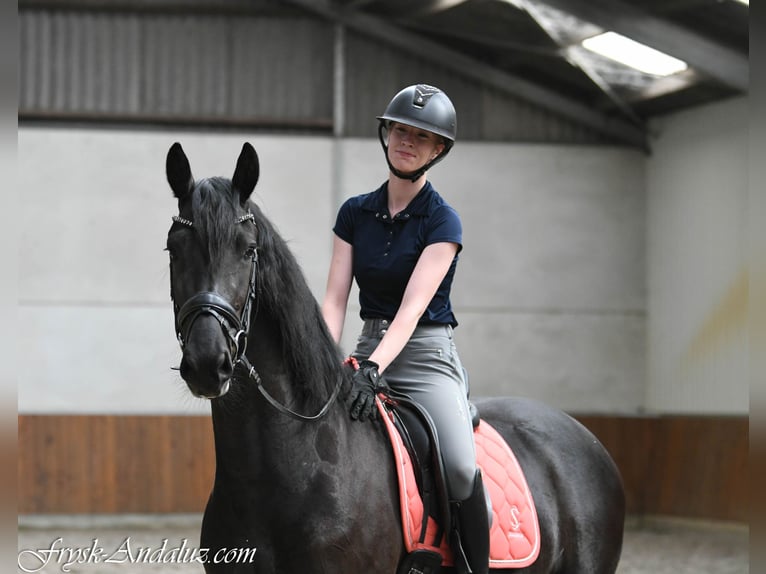 Friesian horses Mare 3 years 15.1 hh Black in Mijnsheerenland