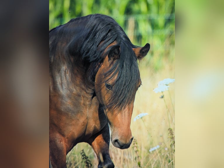 Friesian horses Mix Mare 3 years 15.1 hh Brown in Hamm