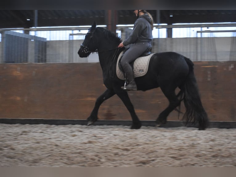 Friesian horses Mare 3 years 15,2 hh Black in Achtmaal