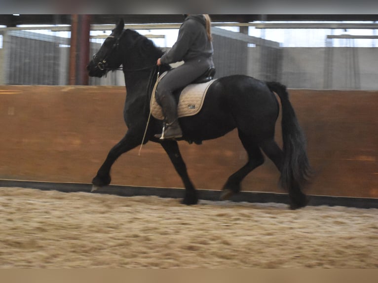 Friesian horses Mare 3 years 15,2 hh Black in Achtmaal