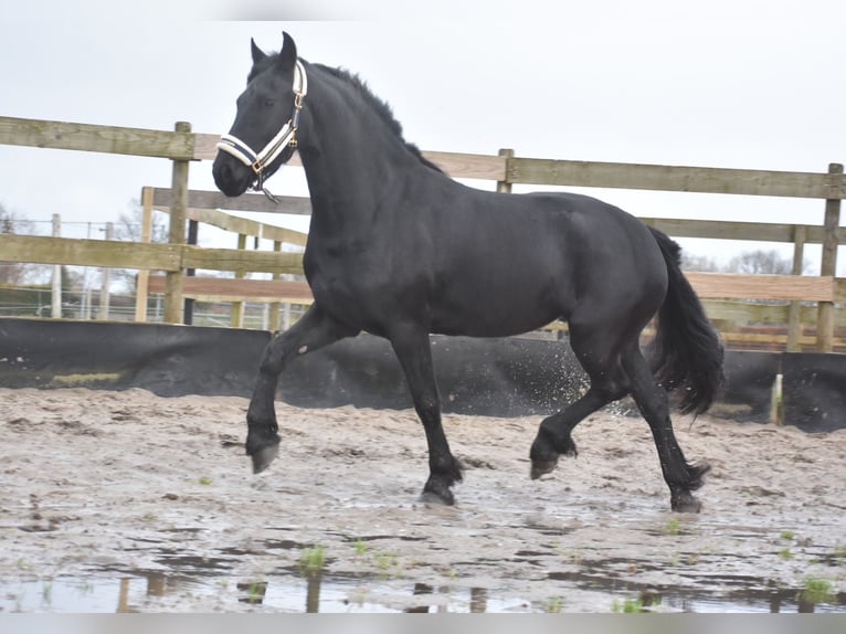 Friesian horses Mare 3 years 15,2 hh Black in Achtmaal