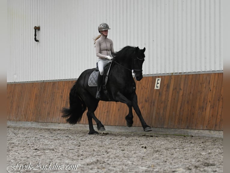 Friesian horses Mare 3 years 15.2 hh Black in Mijnsheerenland