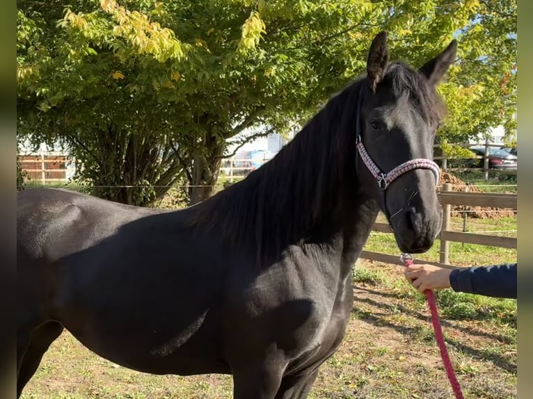Friesian horses Mare 3 years 15.2 hh Black in Gieboldehausen