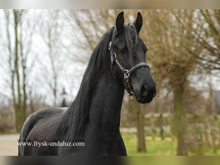 Friesian horses Mare 3 years 15,2 hh Black in Mijnsheerenland