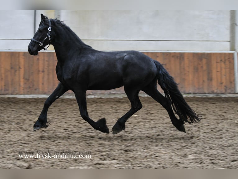 Friesian horses Mare 3 years 15,2 hh Black in Mijnsheerenland