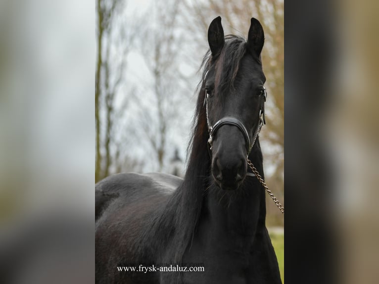 Friesian horses Mare 3 years 15,2 hh Black in Mijnsheerenland