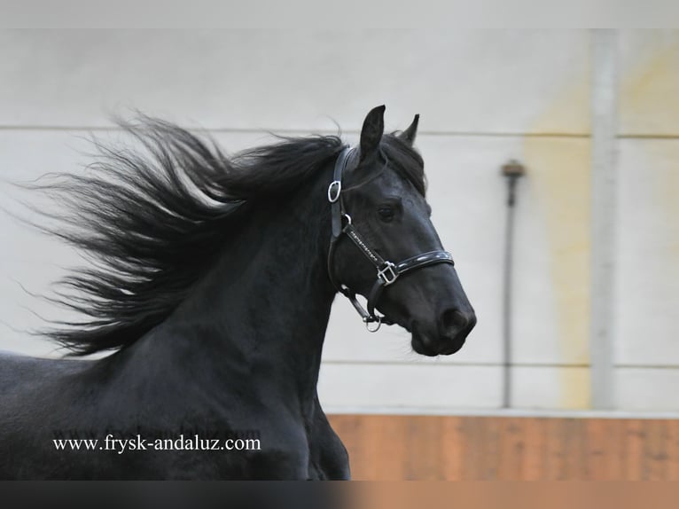 Friesian horses Mare 3 years 15,2 hh Black in Mijnsheerenland