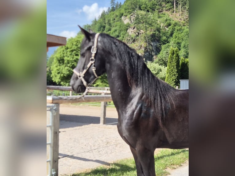 Friesian horses Mare 3 years 15.2 hh  in Aschau im Zillertal