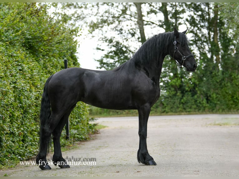 Friesian horses Mare 3 years 15,3 hh Black in Mijnsheerenland