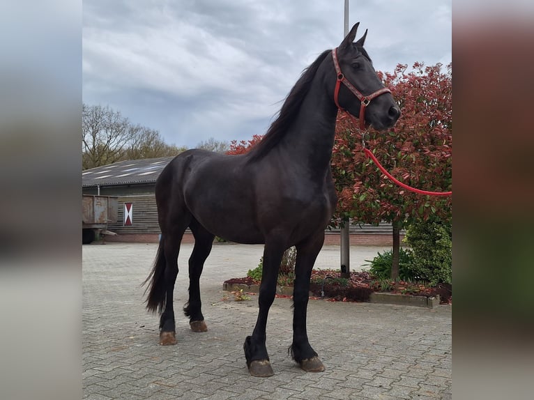 Friesian horses Mare 3 years 15.3 hh Black in Dalen