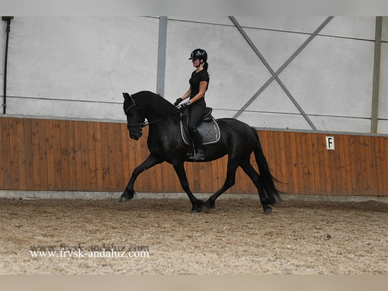 Friesian horses Mare 3 years 15,3 hh Black in Mijnsheerenland