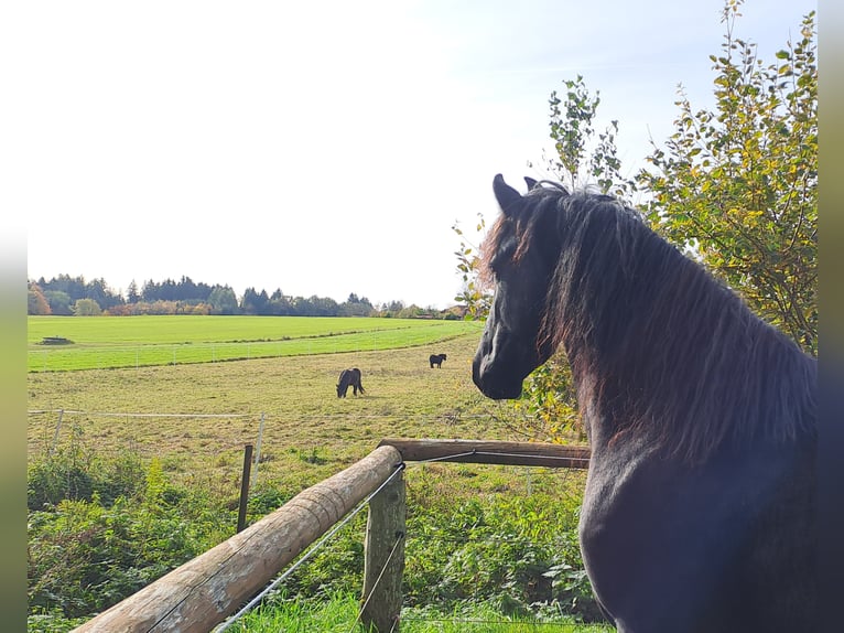 Friesian horses Mare 3 years 15,3 hh Black in KOPFING  im Innkreis