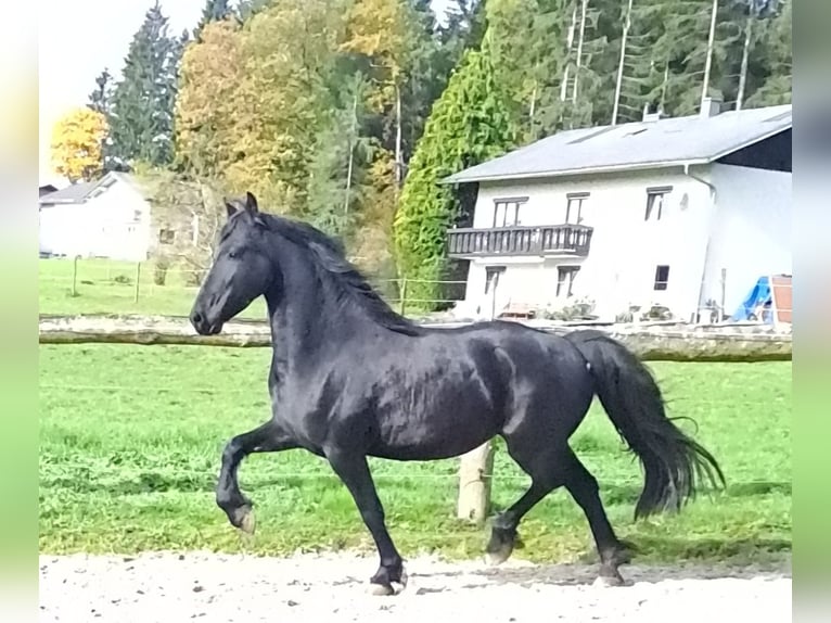 Friesian horses Mare 3 years 15,3 hh Black in KOPFING  im Innkreis