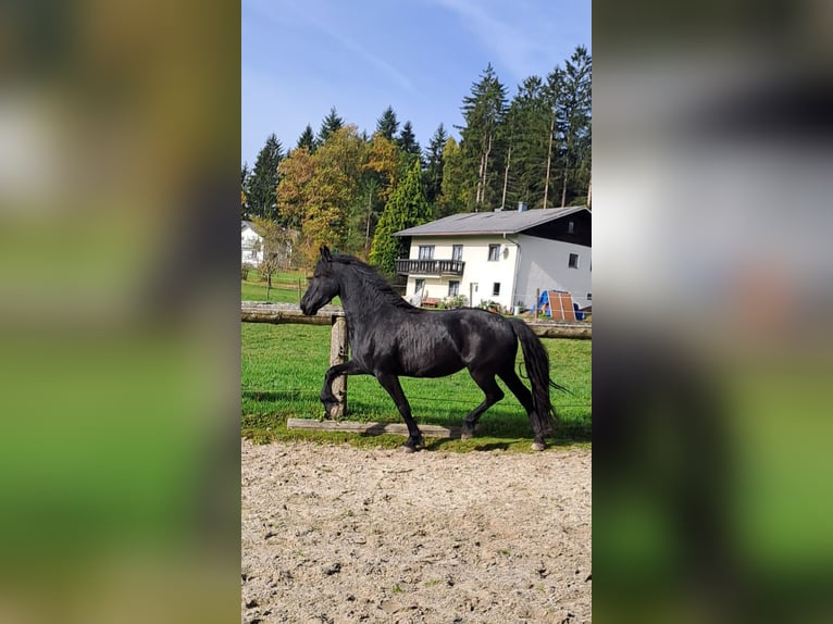 Friesian horses Mare 3 years 15,3 hh Black in KOPFING  im Innkreis